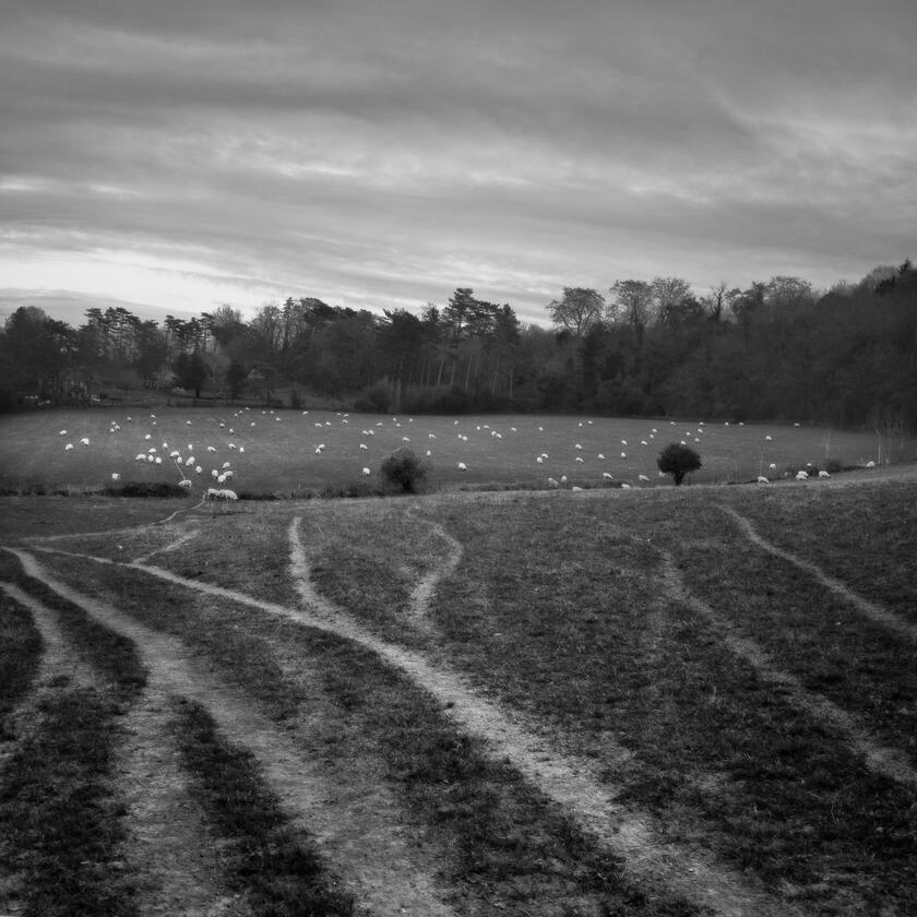 Tyre tracks leading towards a field of sheep  in Shoreham, Kent.