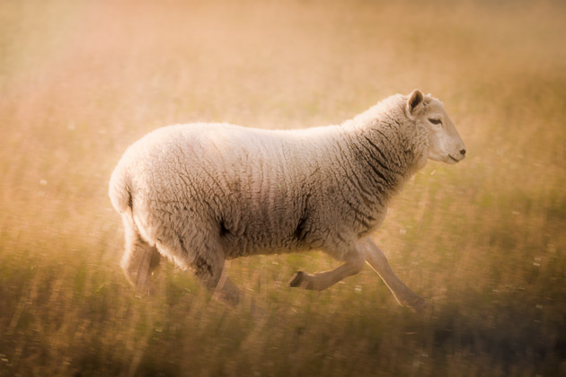 A sheep running through a field in golden light