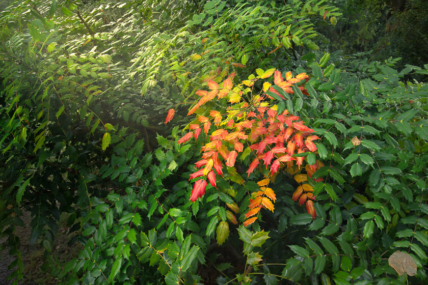 A Mahonia starts changing to its Autumn colours in Clyne Gardens, Swansea.
