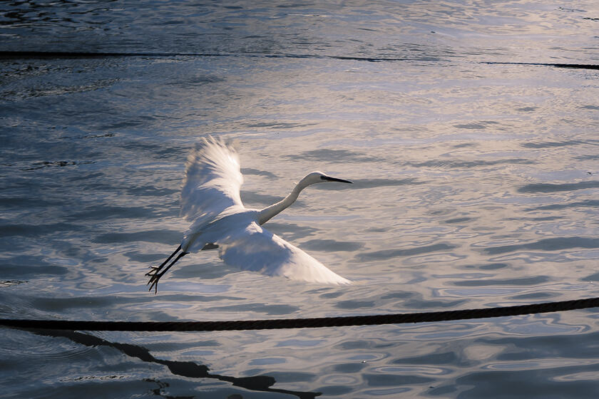 A little egret (Egretta garzetta) taking off from a cable over the river Danube in evening light.