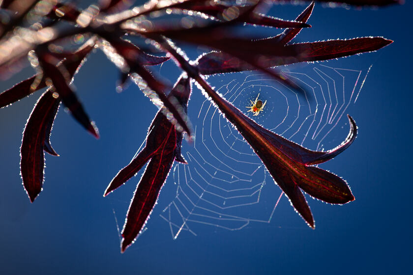 A small spider in a tiny web, on a Black Lace Elder plant (Sambuca Nigris) backlit by the sun.