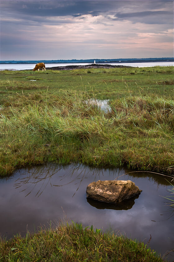 Black Rock, along the River Severn in Monmouthshire. A cow and Charston Rock Lighthouse lie in the background.