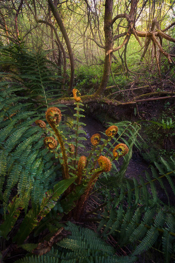 A woodland scene showing a Dryopteris Affinis fern with striking croziers by East Kyd Brook in Crofton Woods, with Crofton Heath beyond.