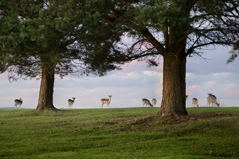 Fallow deer on a hill top with two Scots Pine trees in Knole Park.
