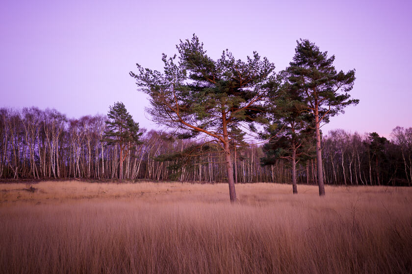 Three pine trees lit by the setting sun at Chobham common in Surrey.