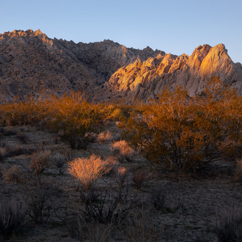 The sun fingers some bushes and a rocky outcrop in Mojave National Preserve.