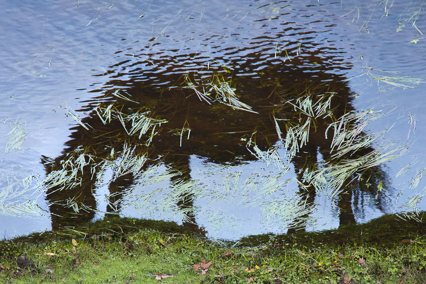 A grazing horse reflected in the Beaulieu River.