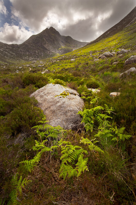 A clump of ferns cluster around a large rock in a glacial valley, with Cir Mhor in the background,
