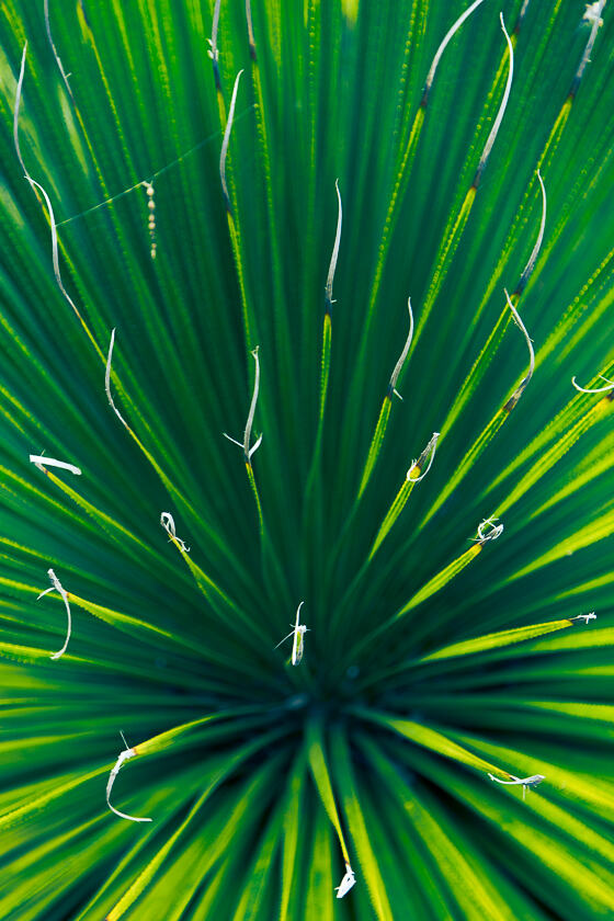 Dasylirion leiophyllum (green sotol) in the University of California Botanical Garden.