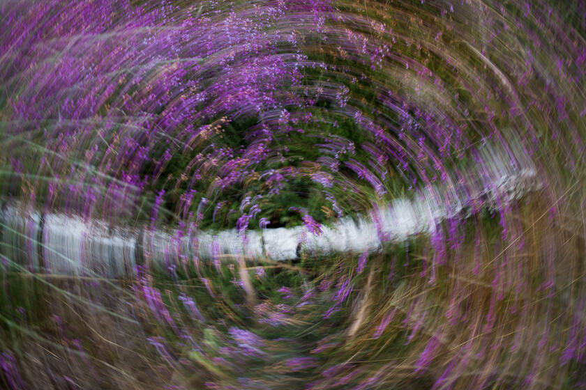 An abstract image of heather with purple flowers and a birch branch on Chobham common. The camera was rotated during the exposure