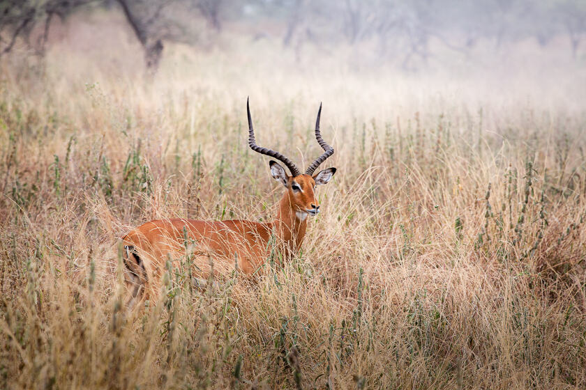 An impala in Tarangire National Park, Tanzania
