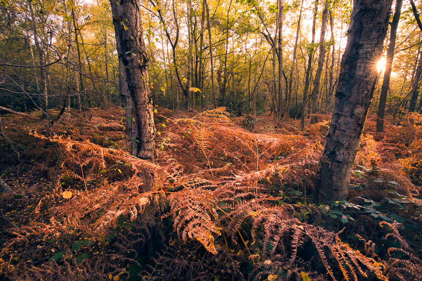Two birch trees stand among densely packed, red-brown bracken in Autumn in a woodland, with the sun close to the horizon.