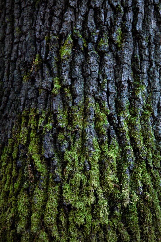 Moss on the bark of an old oak tree