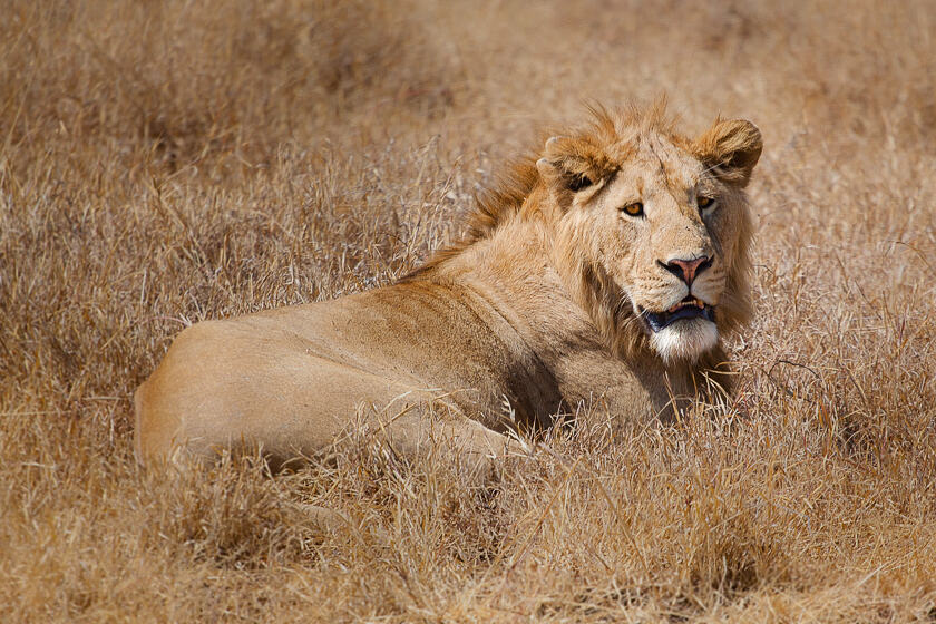 A male lion lying down in grass in Ngorongoro Conservation Area, Tanzania.