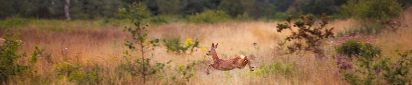 A roe deer leaps through the grass at Chobham common, white rump patch on display.