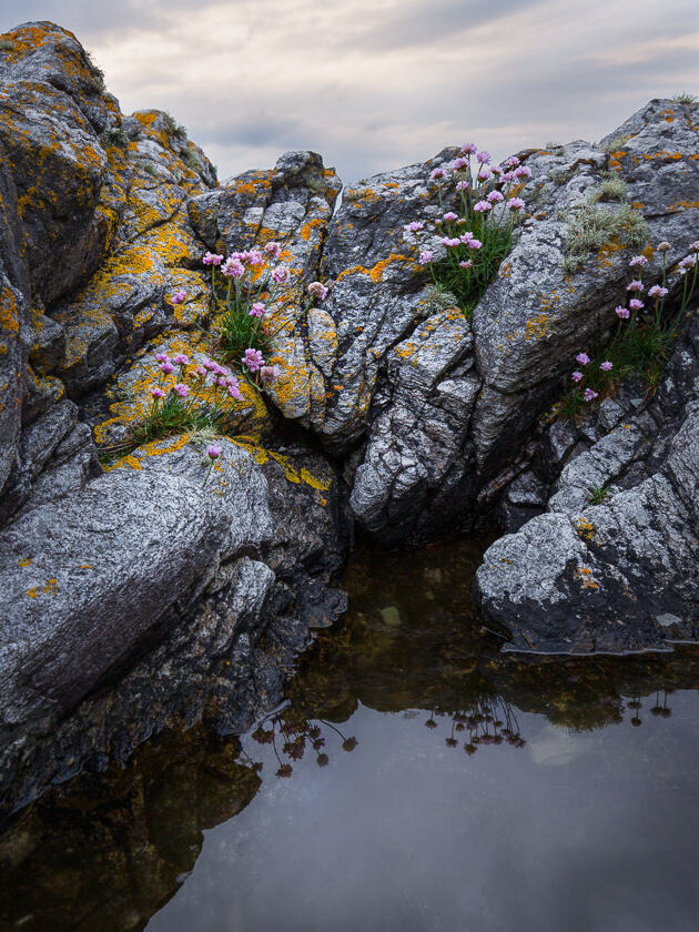 Sea thrift and lichen on coastal rocks on the Isle of Arran.