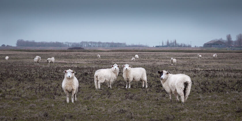Sheep looking at the camera in a field adjacent to the Swale National Nature Reserve on the Isle of Sheppey.