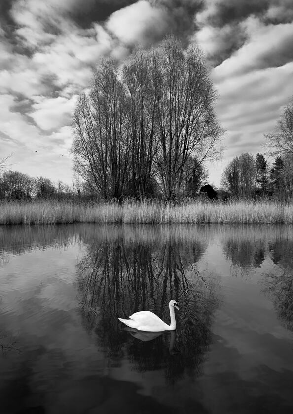 A mute swan swimming in a pond at Caldicot Castle, with a tree and reflection in the background.