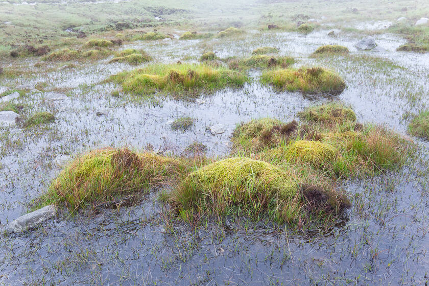 Some grassy mounds emerge from very wet and boggy ground in Gleann Easan Biorach on the Isle of Arran.