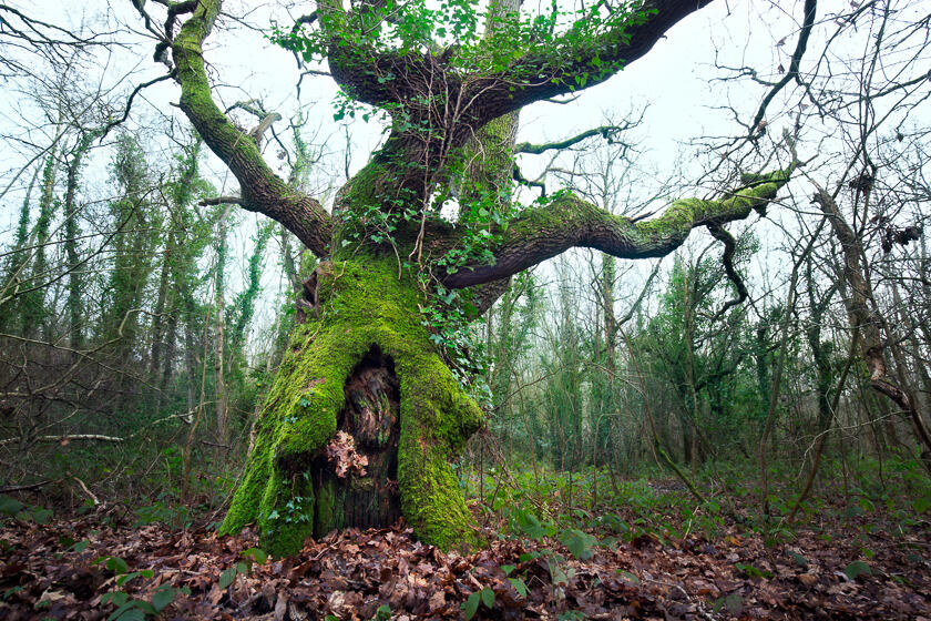 A thick-trunked oak tree in Crofton woods, leafless and covered in ivy and moss in winter.