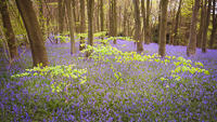A flash of new-growth green in Meenfied wood near Shoreham, putting on one of the UK's best displays of bluebells.