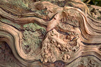 An ancient, lichen-encrusted piece of wood, once a majestic tree, forms a natural piece of art.