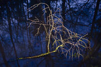 A wind-fallen branch, encrusted in lichen, lies in a flooded path, with trees reflected.