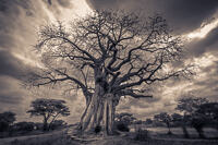 A leafless baobab tree (Adansonia digitata) in Tarangire National Park, Tanzania.