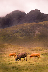 3 cows grazing, with the Cuillin peak of  Blà Bheinn in the background.