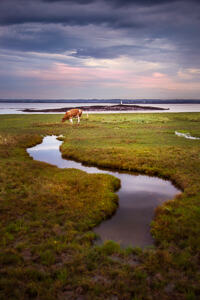 A puddle meanders towards a cow by the Severn Estuary, with a lighthouse on a small island in the background.