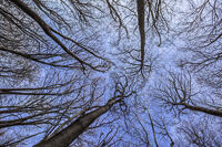 A leafless canopy and blue sky in Shoreham Wood, Kent.