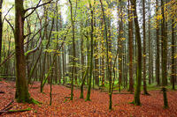 A beech forest in Autumn, near the shore of Loch Ard in Loch Lomond and the Trossachs National Park.