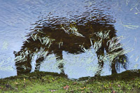 A grazing horse reflected in the Beaulieu River.