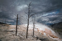Dead trees at Main Terrace in Mammoth Hot Springs.