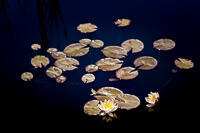 A cluster of water lilies with flowers in the Monet Pool at Denver Botanic Gardens.