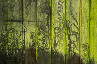 Snail trails on green algae on an old shed door.