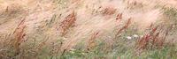 Red sorrel (rumex acetosella) in long grass is blown by strong wind near Devil's Dyke, Sussex.