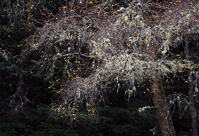 A birch tree covered in thick lichen and moss in Autumn, in Loch Lomond and the Trossachs National Park.
